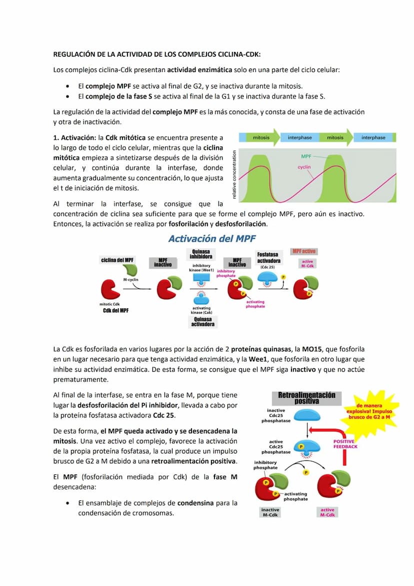 TEMA 7 - EL CICLO CELULAR: control del ciclo celular
CONTENIDOS
Generalidades del ciclo de división celular
Sistema de Control del ciclo cel