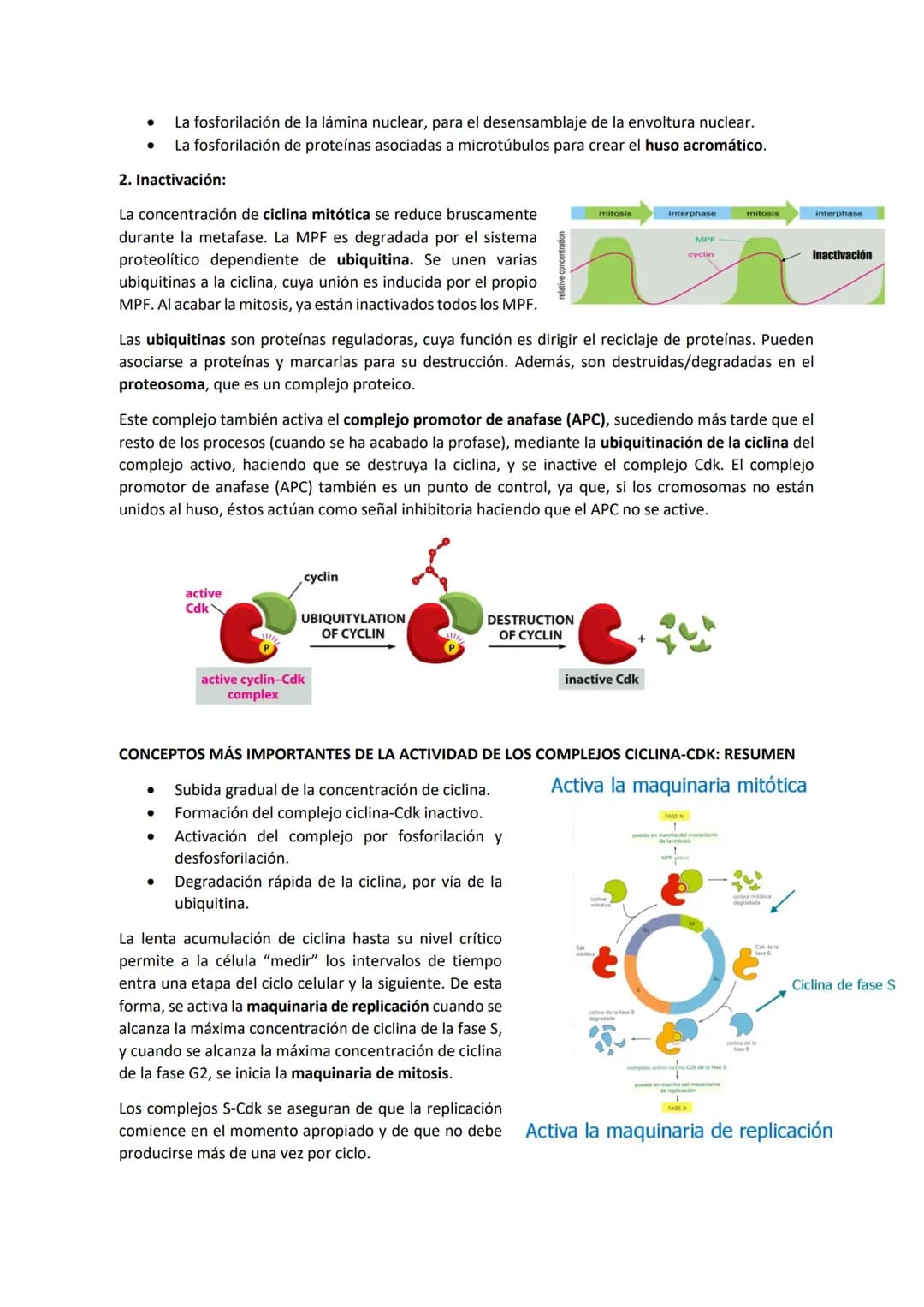 TEMA 7 - EL CICLO CELULAR: control del ciclo celular
CONTENIDOS
Generalidades del ciclo de división celular
Sistema de Control del ciclo cel