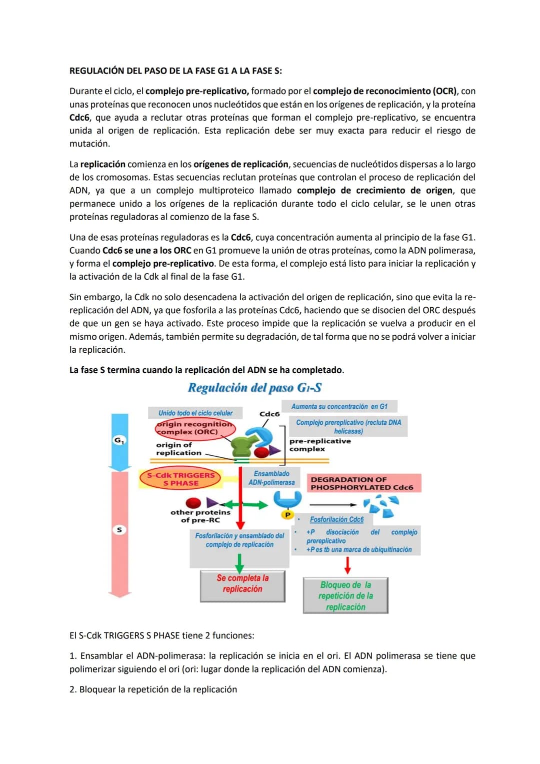 TEMA 7 - EL CICLO CELULAR: control del ciclo celular
CONTENIDOS
Generalidades del ciclo de división celular
Sistema de Control del ciclo cel