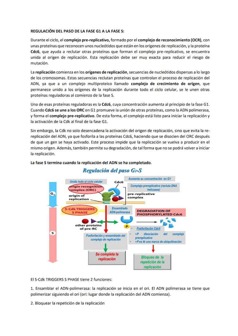 TEMA 7 - EL CICLO CELULAR: control del ciclo celular
CONTENIDOS
Generalidades del ciclo de división celular
Sistema de Control del ciclo cel