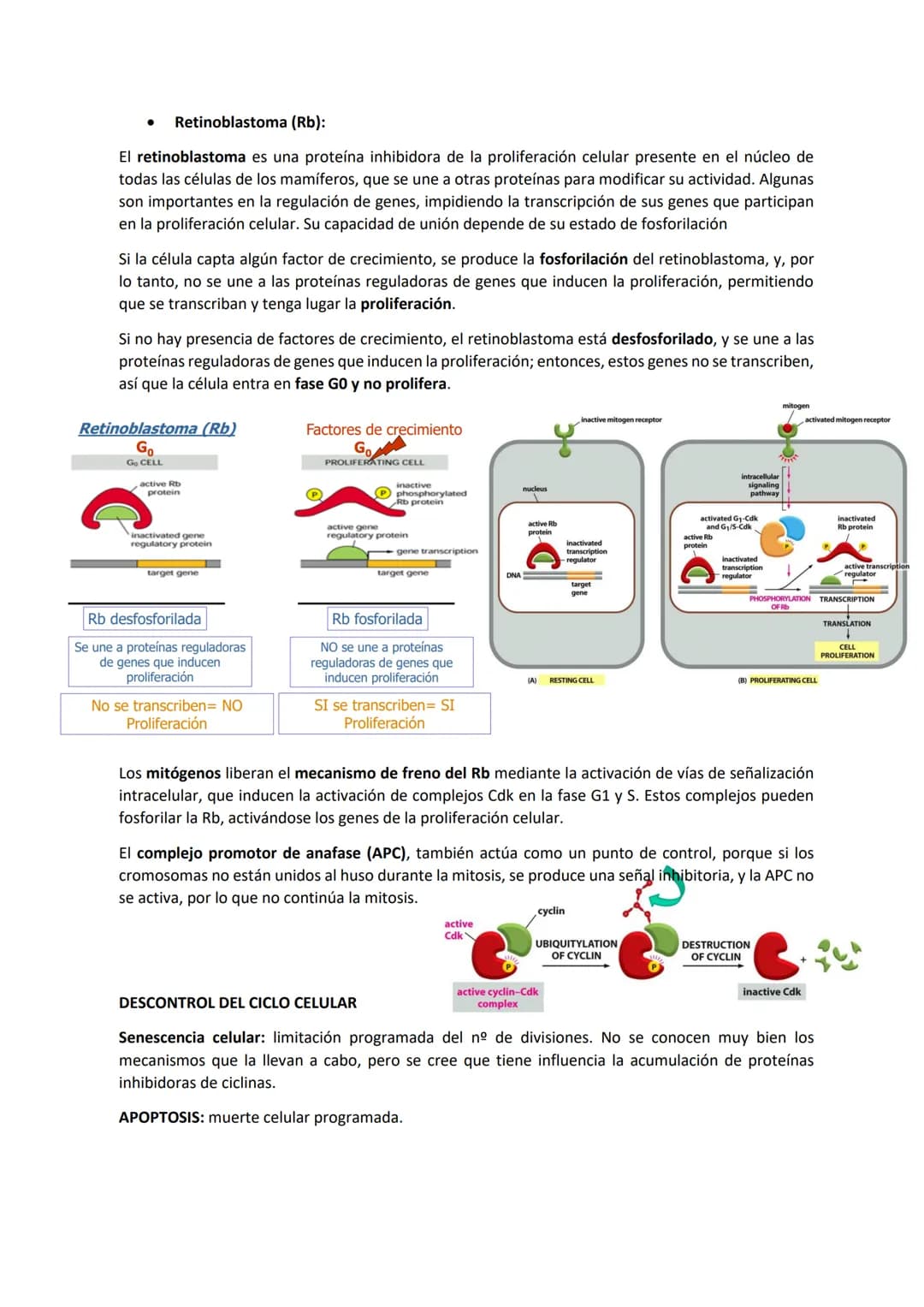 TEMA 7 - EL CICLO CELULAR: control del ciclo celular
CONTENIDOS
Generalidades del ciclo de división celular
Sistema de Control del ciclo cel