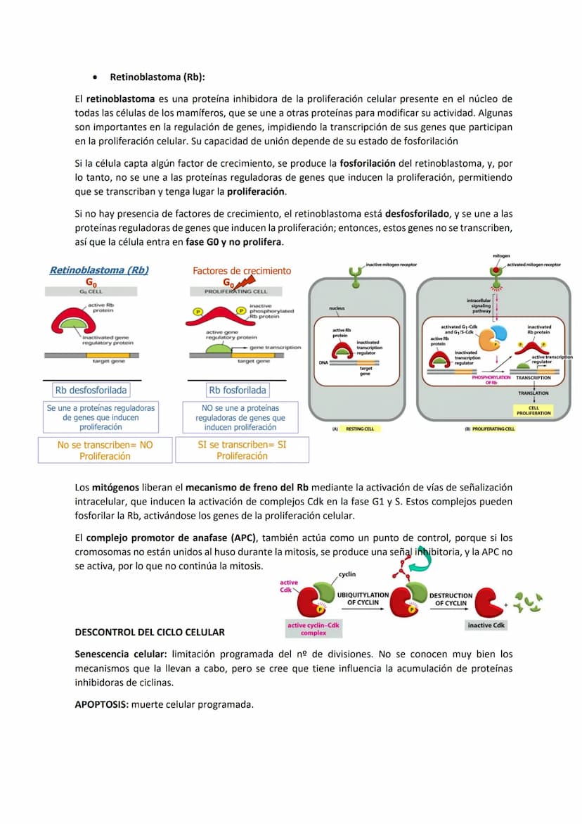 TEMA 7 - EL CICLO CELULAR: control del ciclo celular
CONTENIDOS
Generalidades del ciclo de división celular
Sistema de Control del ciclo cel