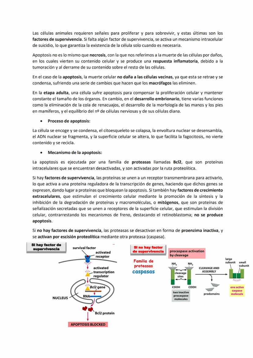 TEMA 7 - EL CICLO CELULAR: control del ciclo celular
CONTENIDOS
Generalidades del ciclo de división celular
Sistema de Control del ciclo cel