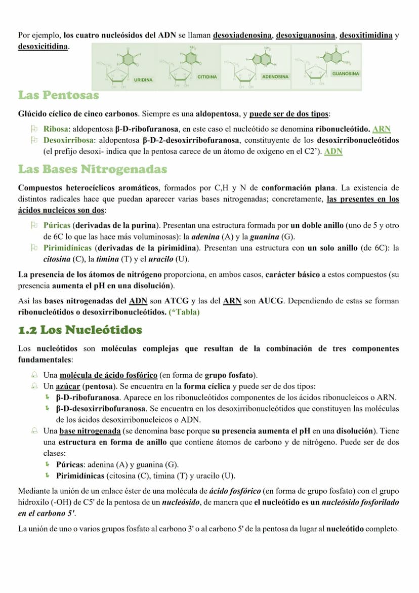 Tema 5: Loc Acidos nucleicos
INTRODUCCION
Importancia biológica
Todos los organismos poseen unas moléculas que dirigen y controlan la síntes