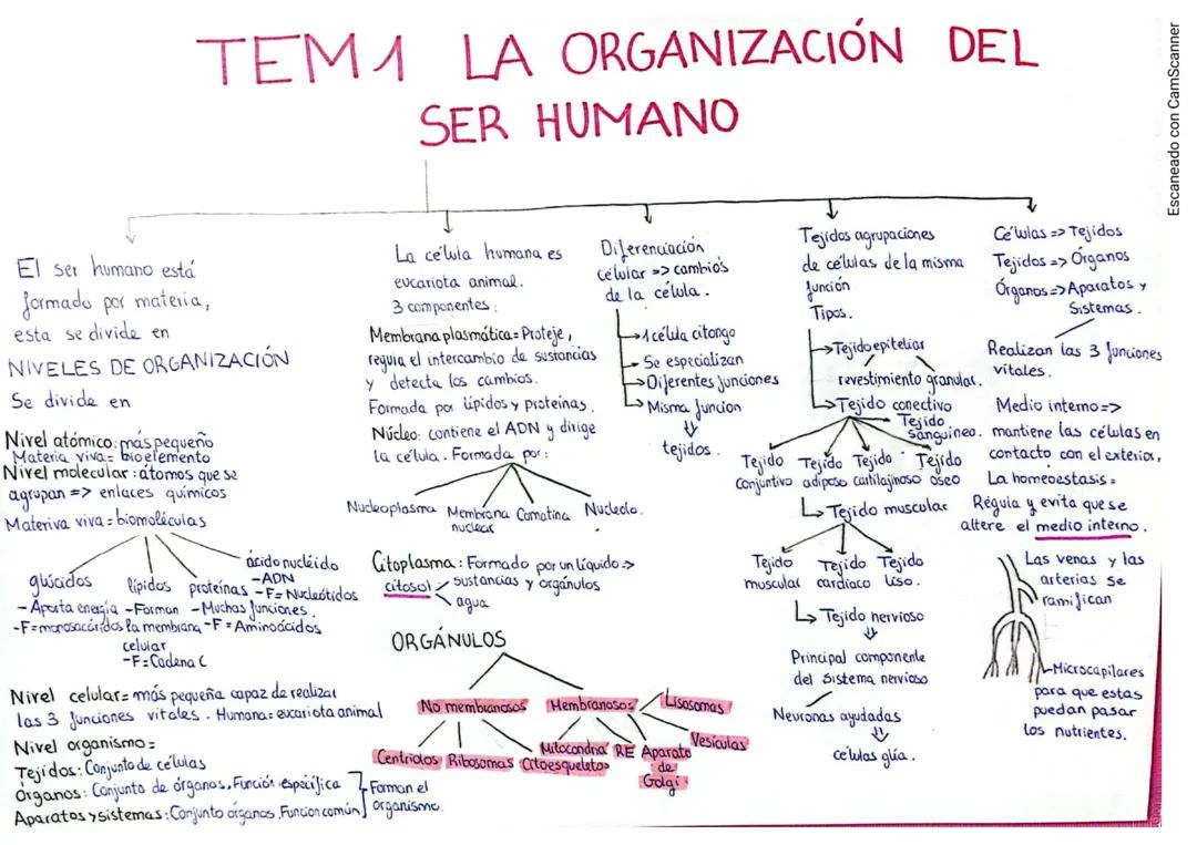 La organización del ser humano resumen de todo un tema 