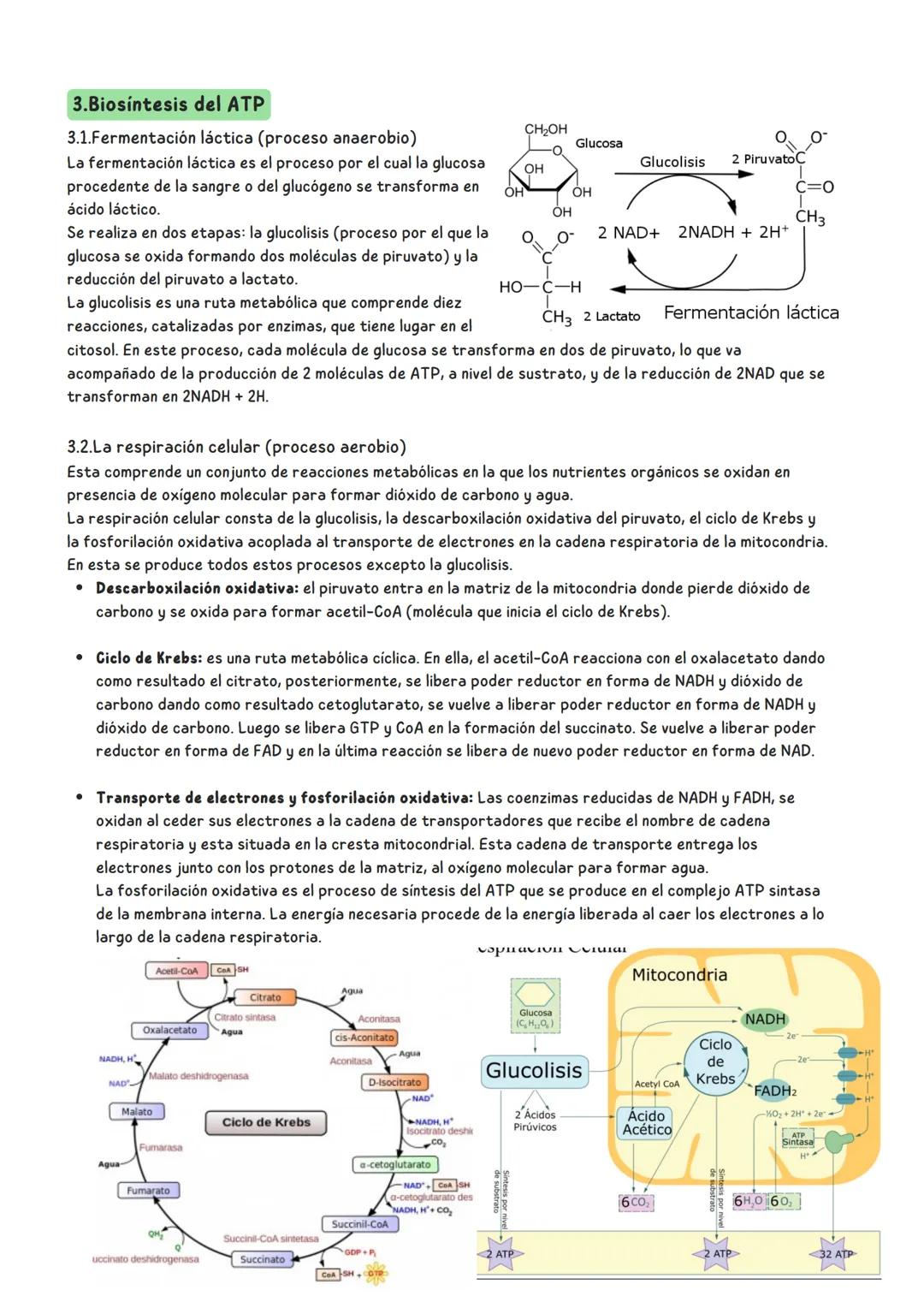 Tema 6: Metabolismo
1.Concepto de metabolismo
El metabolismo celular está constituido por las reacciones
químicas, catalizadas por enzimas, 