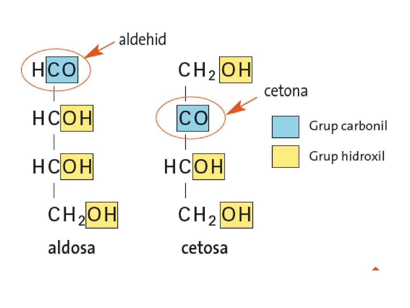 # UNITAT 4:

# DEL PLAT A LA CÈL·LULA

Glúcids i Lípids FRUITES I VERDURES

*   Aigua
*   Sals minerals
*   Vitamines (C, A, D....)
*   Cell