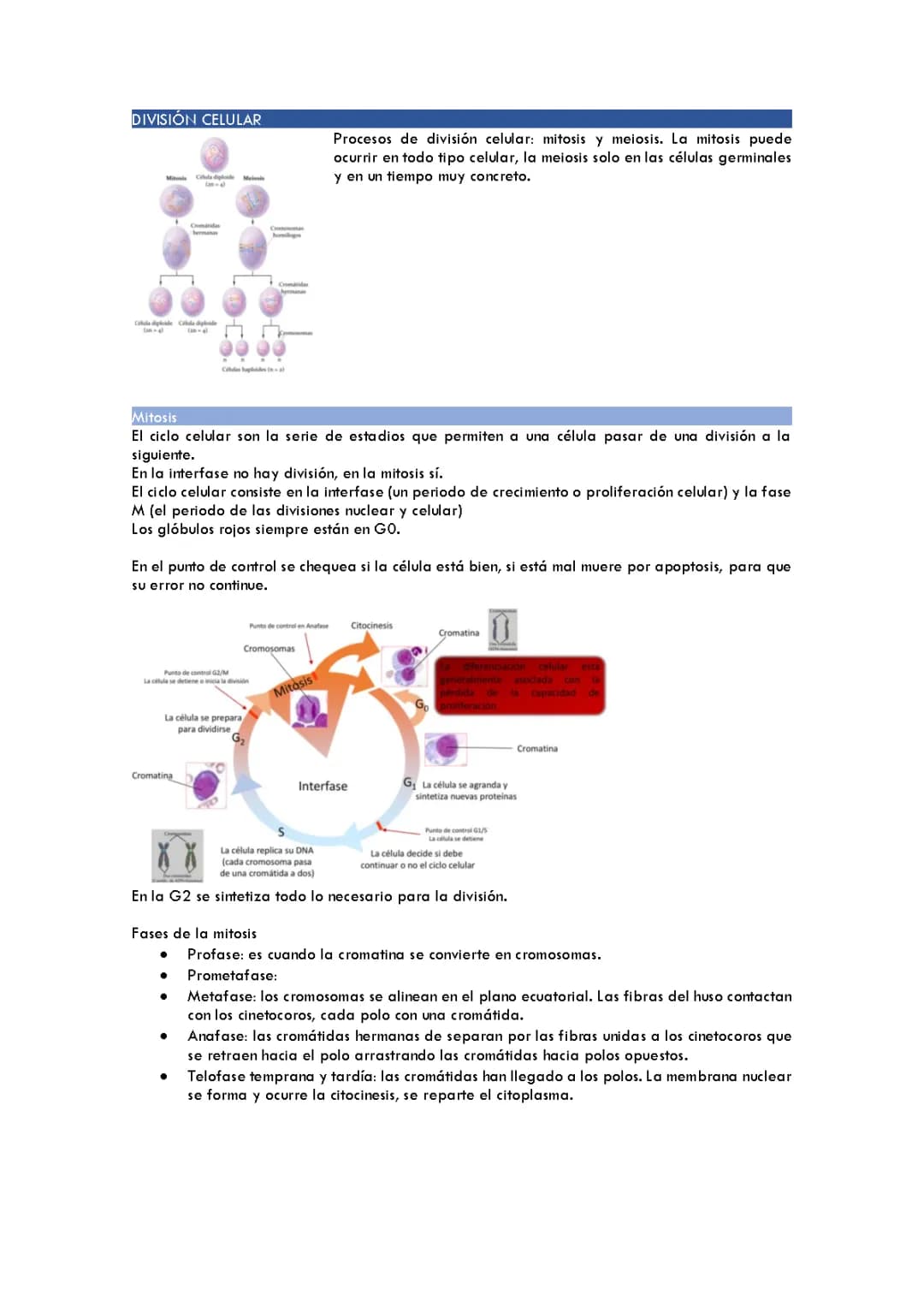 BIOLOGIA. División celular