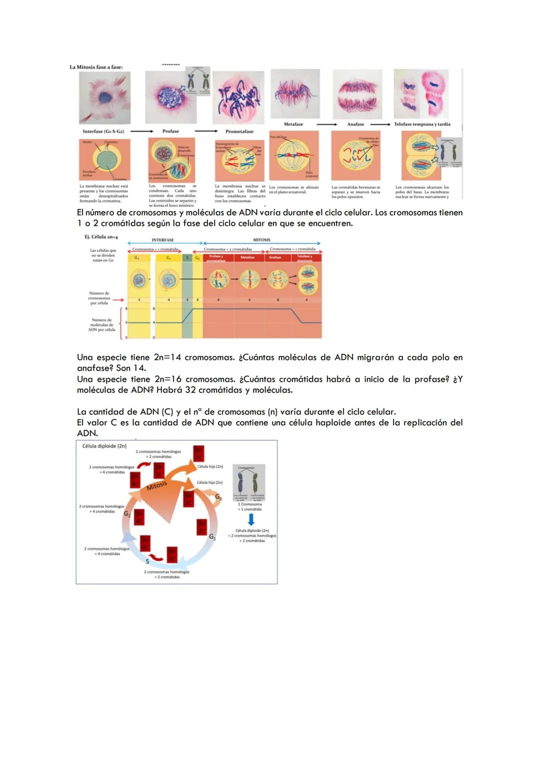 DIVISIÓN CELULAR
Mitosis
Célula diploide Célula diploide
(n=4)
(an-4)
Célula diploide Meiosis
(0-4)
Cromatida
Cromatina
Mitosis
El ciclo cel
