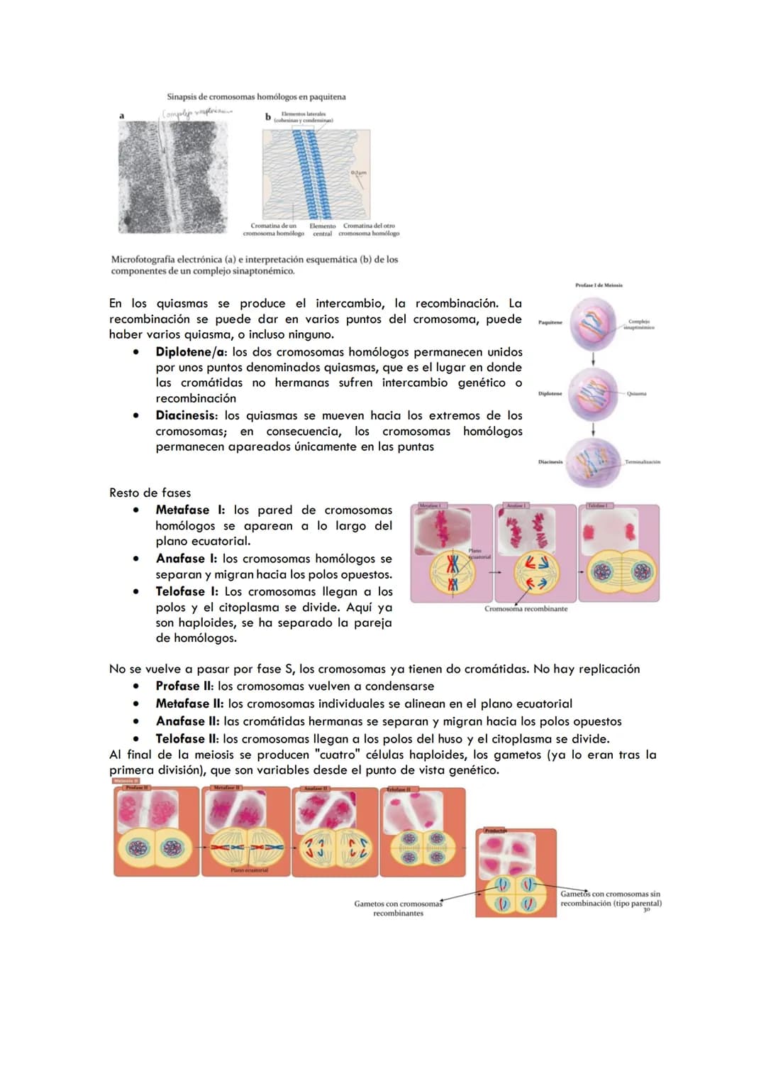DIVISIÓN CELULAR
Mitosis
Célula diploide Célula diploide
(n=4)
(an-4)
Célula diploide Meiosis
(0-4)
Cromatida
Cromatina
Mitosis
El ciclo cel