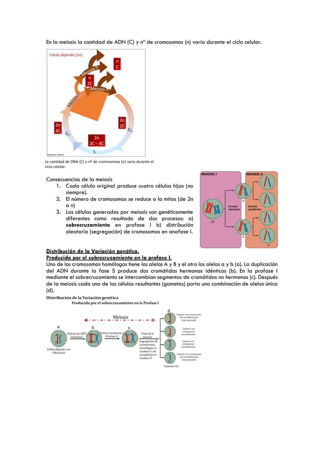 DIVISIÓN CELULAR
Mitosis
Célula diploide Célula diploide
(n=4)
(an-4)
Célula diploide Meiosis
(0-4)
Cromatida
Cromatina
Mitosis
El ciclo cel