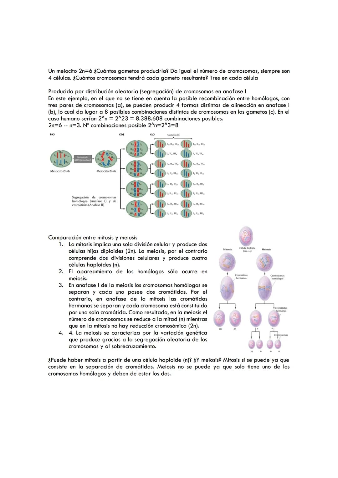DIVISIÓN CELULAR
Mitosis
Célula diploide Célula diploide
(n=4)
(an-4)
Célula diploide Meiosis
(0-4)
Cromatida
Cromatina
Mitosis
El ciclo cel