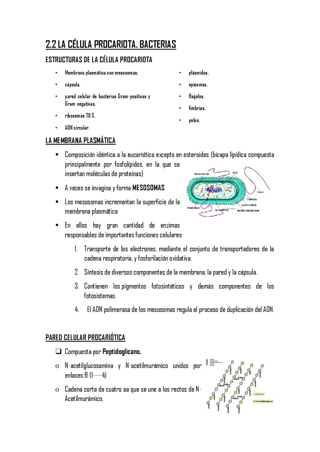 Célula Procariota
