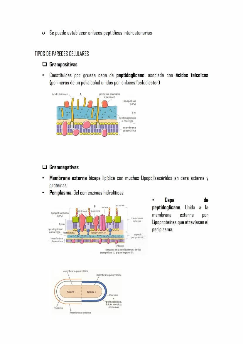 2.2 LA CÉLULA PROCARIOTA. BACTERIAS
ESTRUCTURAS DE LA CÉLULA PROCARIOTA
Membrana plasmática con mesosomas,
cápsula.
pared celular de bacteri