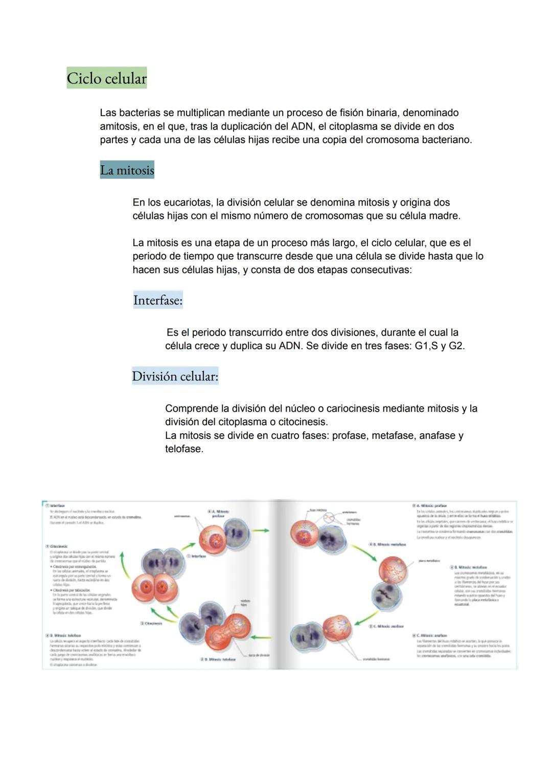 <h2 id="teoracelularresumen">Teoría Celular: Resumen</h2>
<p>La teoría celular es una parte fundamental de la biología que establece que la 