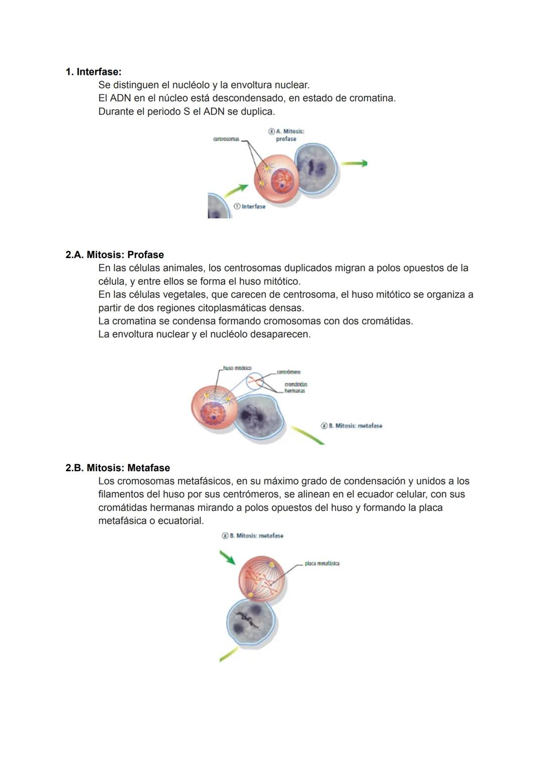 <h2 id="teoracelularresumen">Teoría Celular: Resumen</h2>
<p>La teoría celular es una parte fundamental de la biología que establece que la 