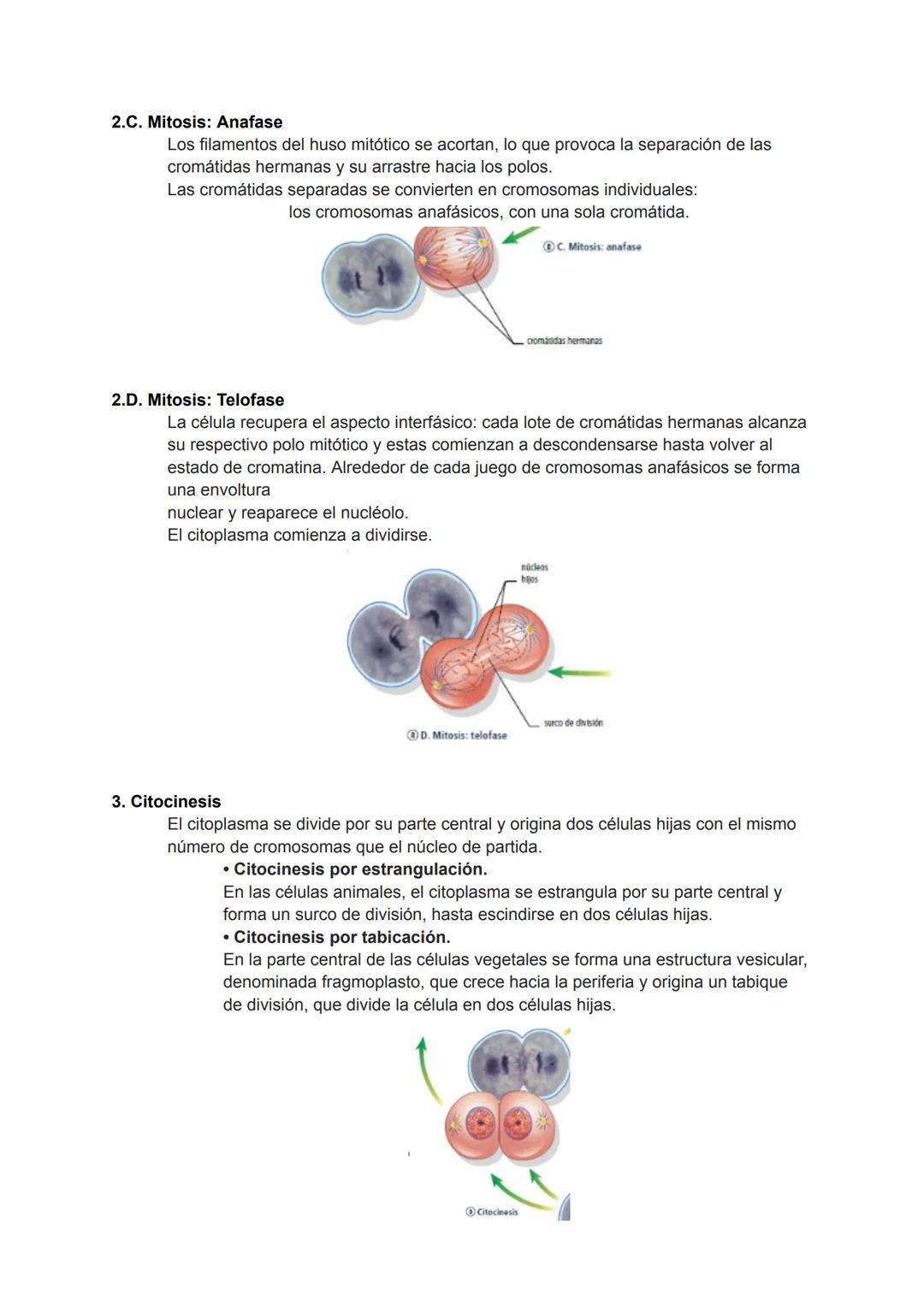 <h2 id="teoracelularresumen">Teoría Celular: Resumen</h2>
<p>La teoría celular es una parte fundamental de la biología que establece que la 