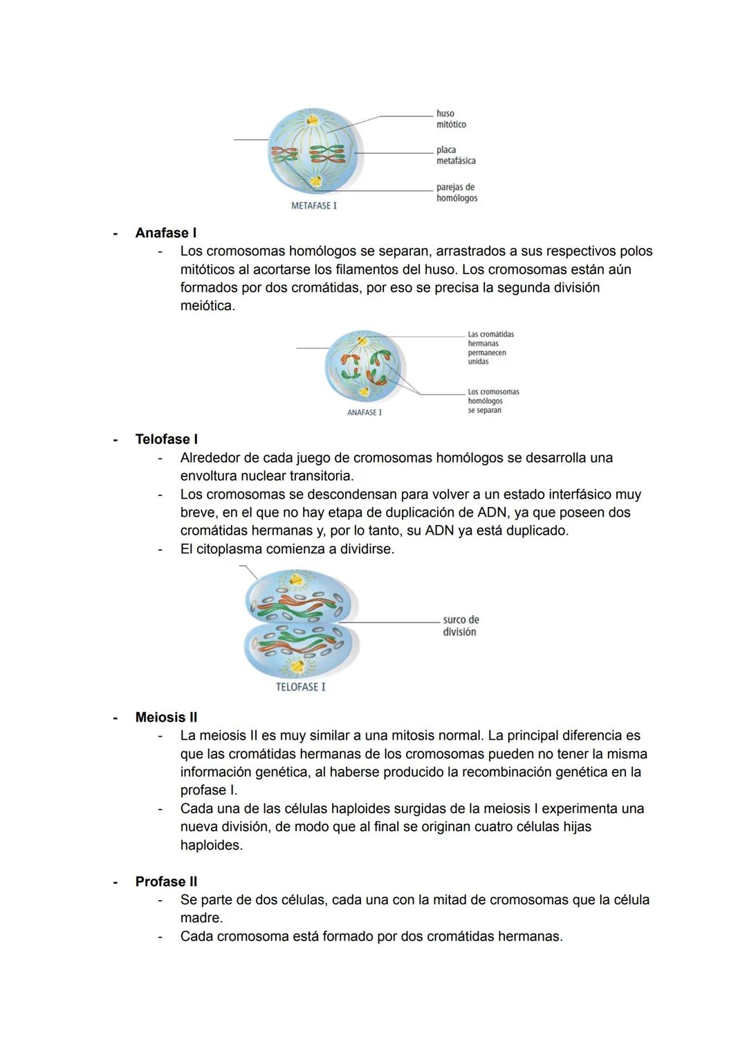 <h2 id="teoracelularresumen">Teoría Celular: Resumen</h2>
<p>La teoría celular es una parte fundamental de la biología que establece que la 