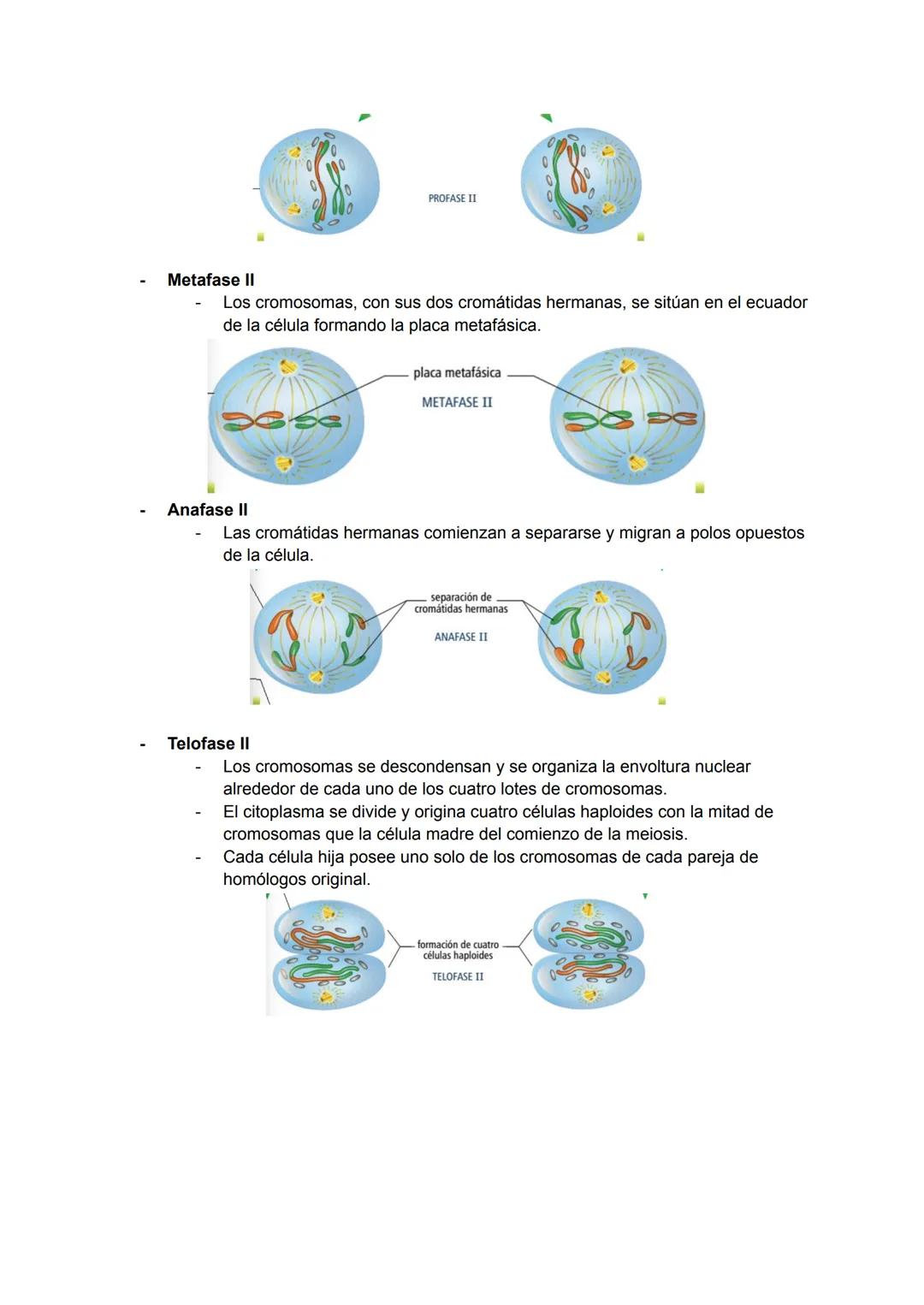 <h2 id="teoracelularresumen">Teoría Celular: Resumen</h2>
<p>La teoría celular es una parte fundamental de la biología que establece que la 