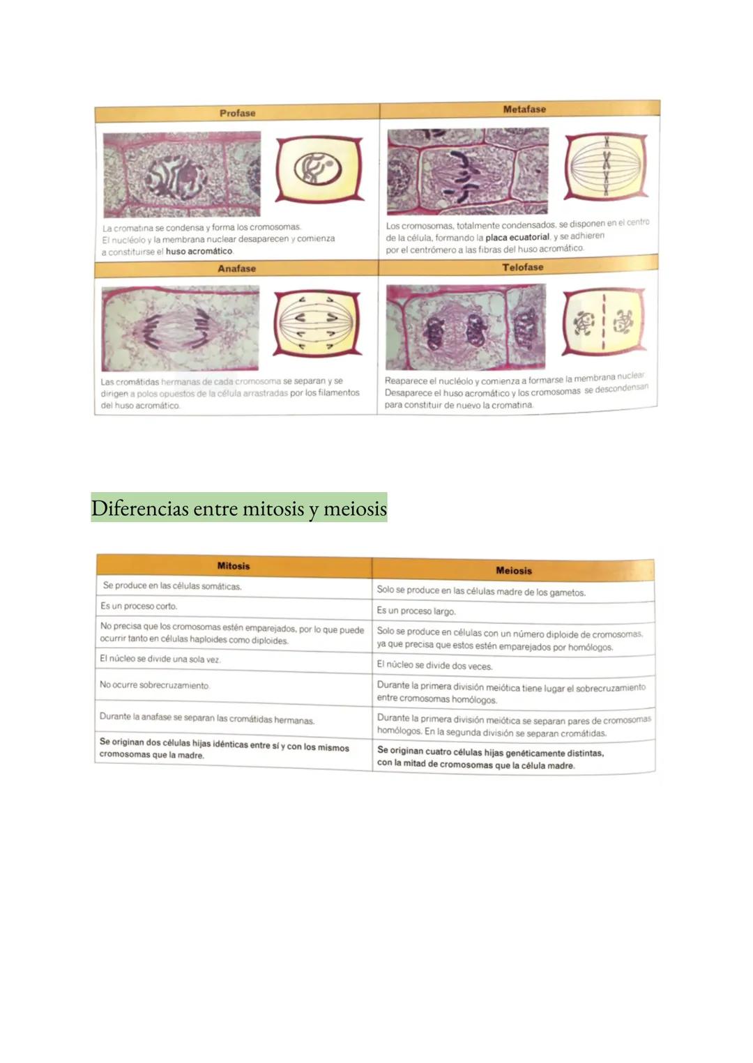 <h2 id="teoracelularresumen">Teoría Celular: Resumen</h2>
<p>La teoría celular es una parte fundamental de la biología que establece que la 