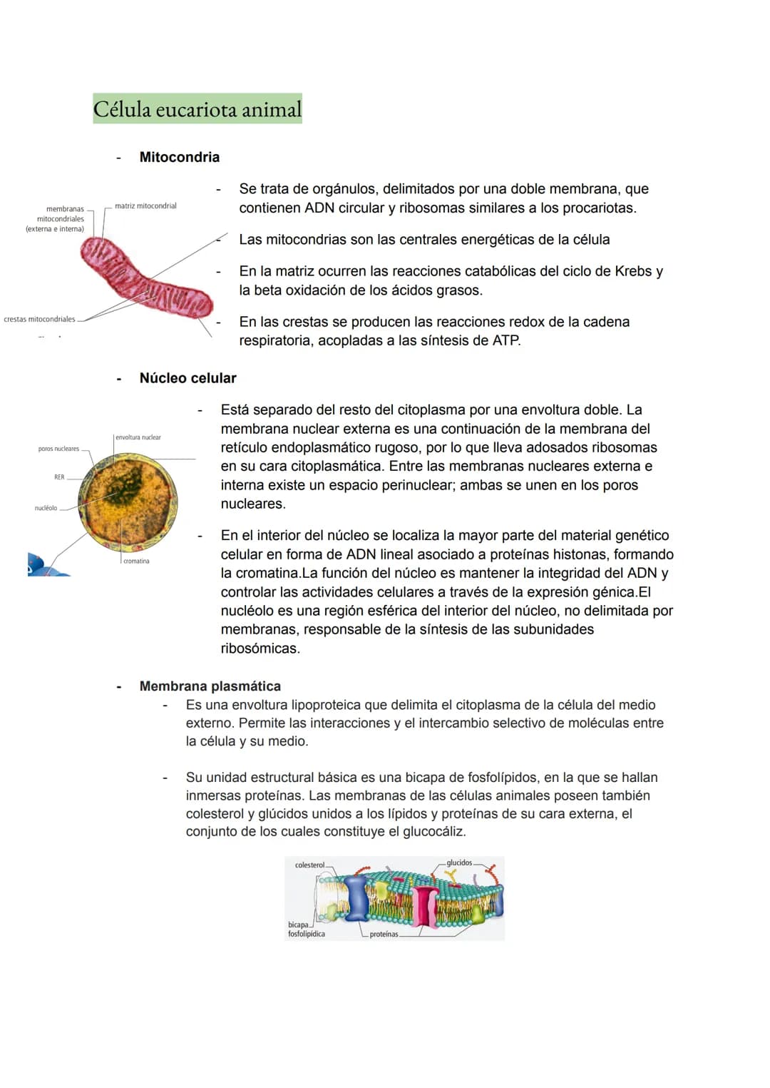 <h2 id="teoracelularresumen">Teoría Celular: Resumen</h2>
<p>La teoría celular es una parte fundamental de la biología que establece que la 