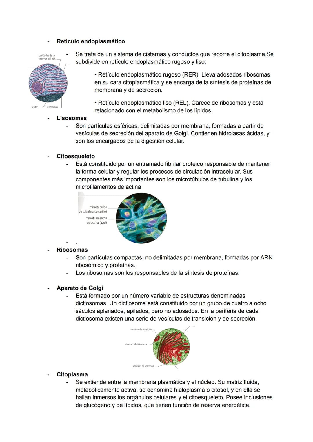 <h2 id="teoracelularresumen">Teoría Celular: Resumen</h2>
<p>La teoría celular es una parte fundamental de la biología que establece que la 