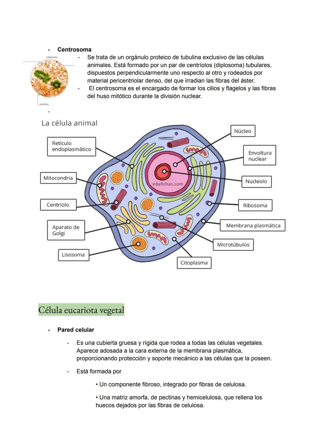 <h2 id="teoracelularresumen">Teoría Celular: Resumen</h2>
<p>La teoría celular es una parte fundamental de la biología que establece que la 