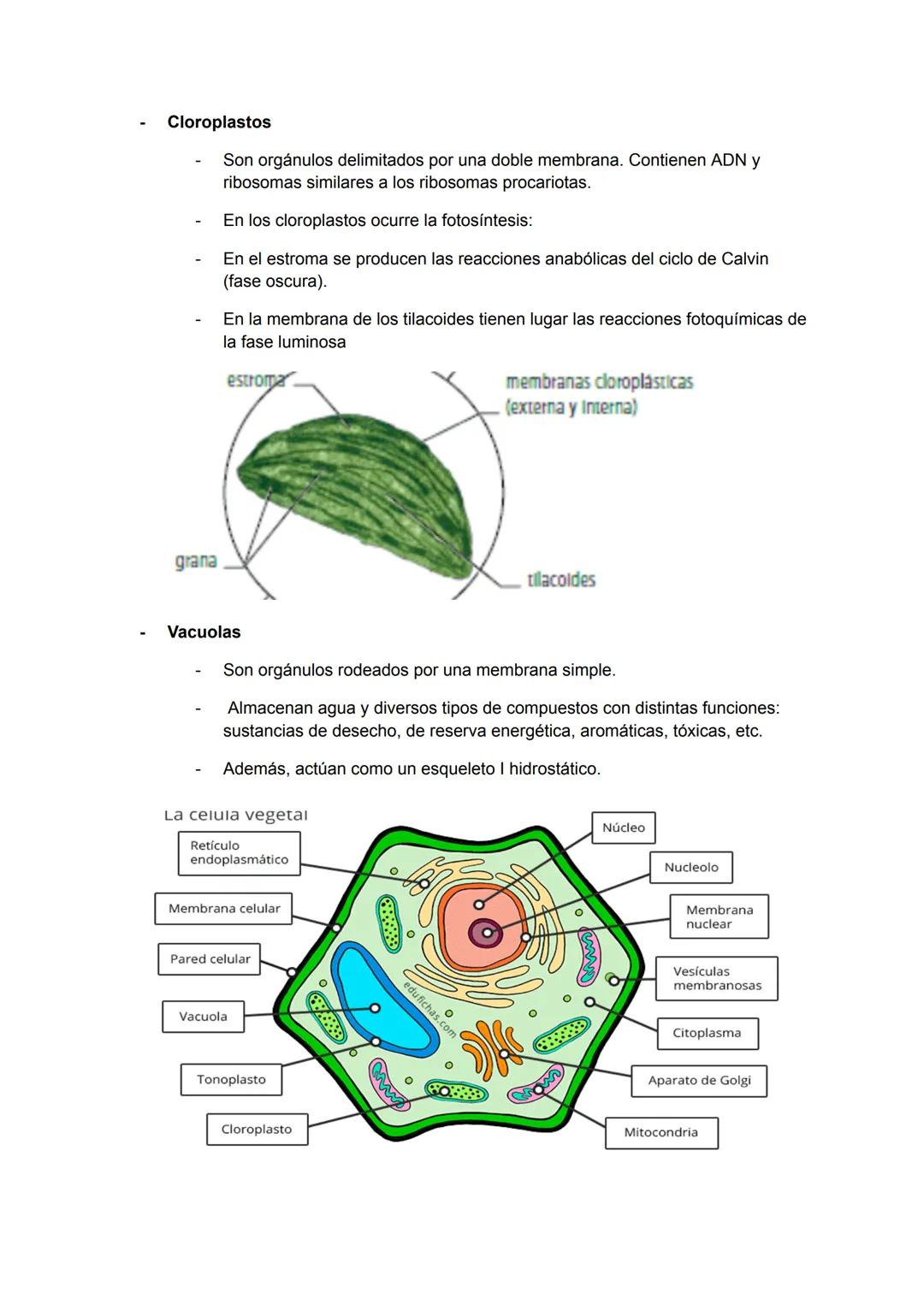 <h2 id="teoracelularresumen">Teoría Celular: Resumen</h2>
<p>La teoría celular es una parte fundamental de la biología que establece que la 