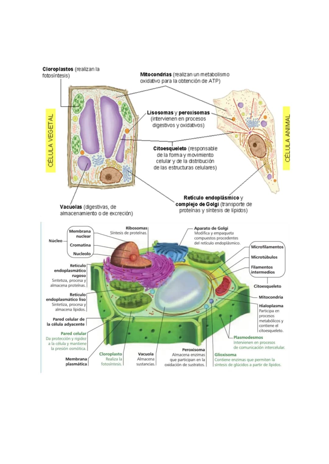 <h2 id="teoracelularresumen">Teoría Celular: Resumen</h2>
<p>La teoría celular es una parte fundamental de la biología que establece que la 