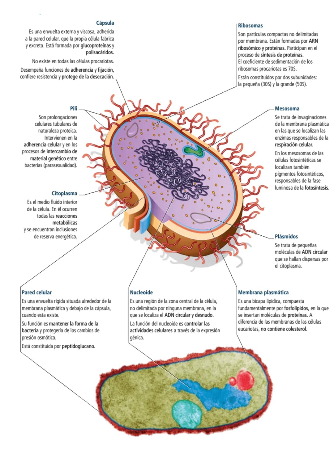 <h2 id="teoracelularresumen">Teoría Celular: Resumen</h2>
<p>La teoría celular es una parte fundamental de la biología que establece que la 