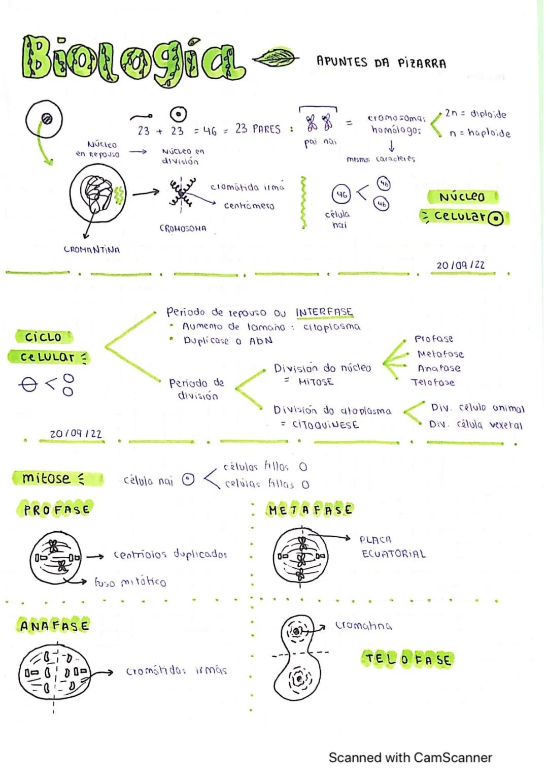 CICLO CELULAR, MITOSIS Y MEIOSIS