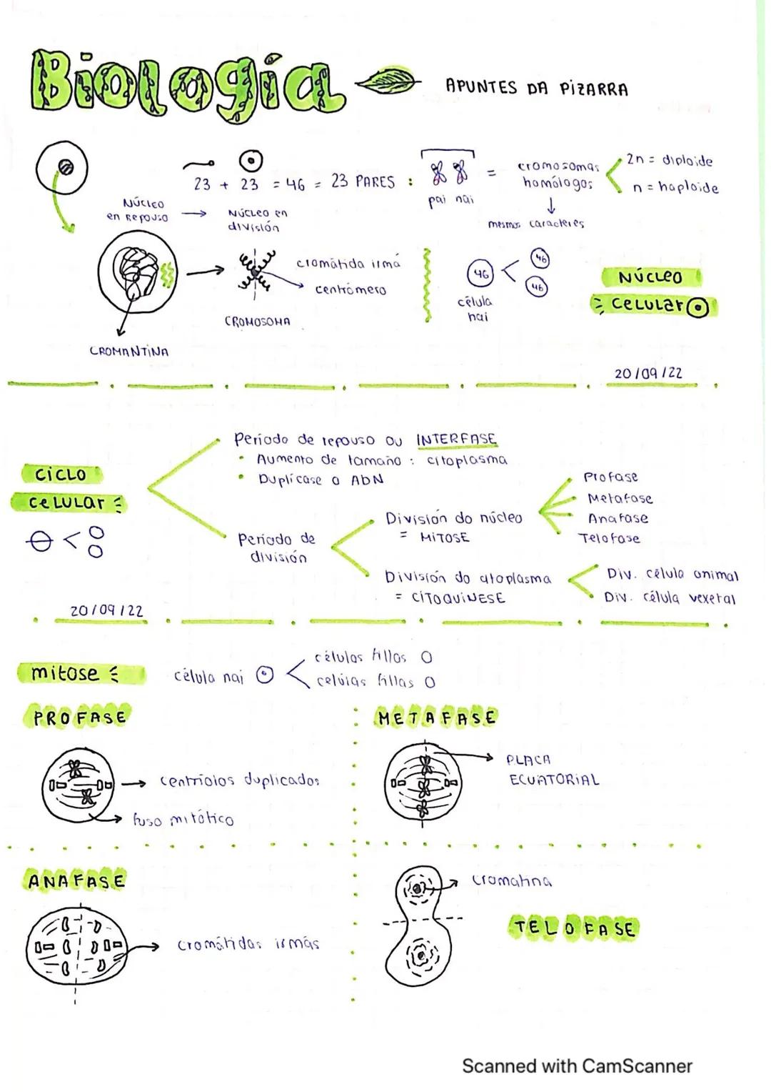 Biologia
CICLO
ce LULar
NÚCLEO
en Repouso
CROMANTINA
mitose
OD
20/09/22
PROFASE
0-(
0
ANA FASE
2B-1-0
09
23 + 23 = 46 = 23 PARES :
NÚCLEO en