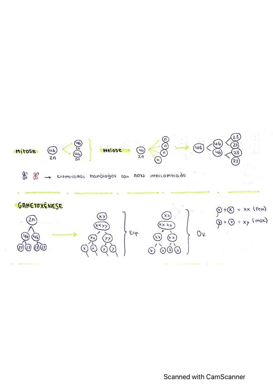 Biologia
CICLO
ce LULar
NÚCLEO
en Repouso
CROMANTINA
mitose
OD
20/09/22
PROFASE
0-(
0
ANA FASE
2B-1-0
09
23 + 23 = 46 = 23 PARES :
NÚCLEO en