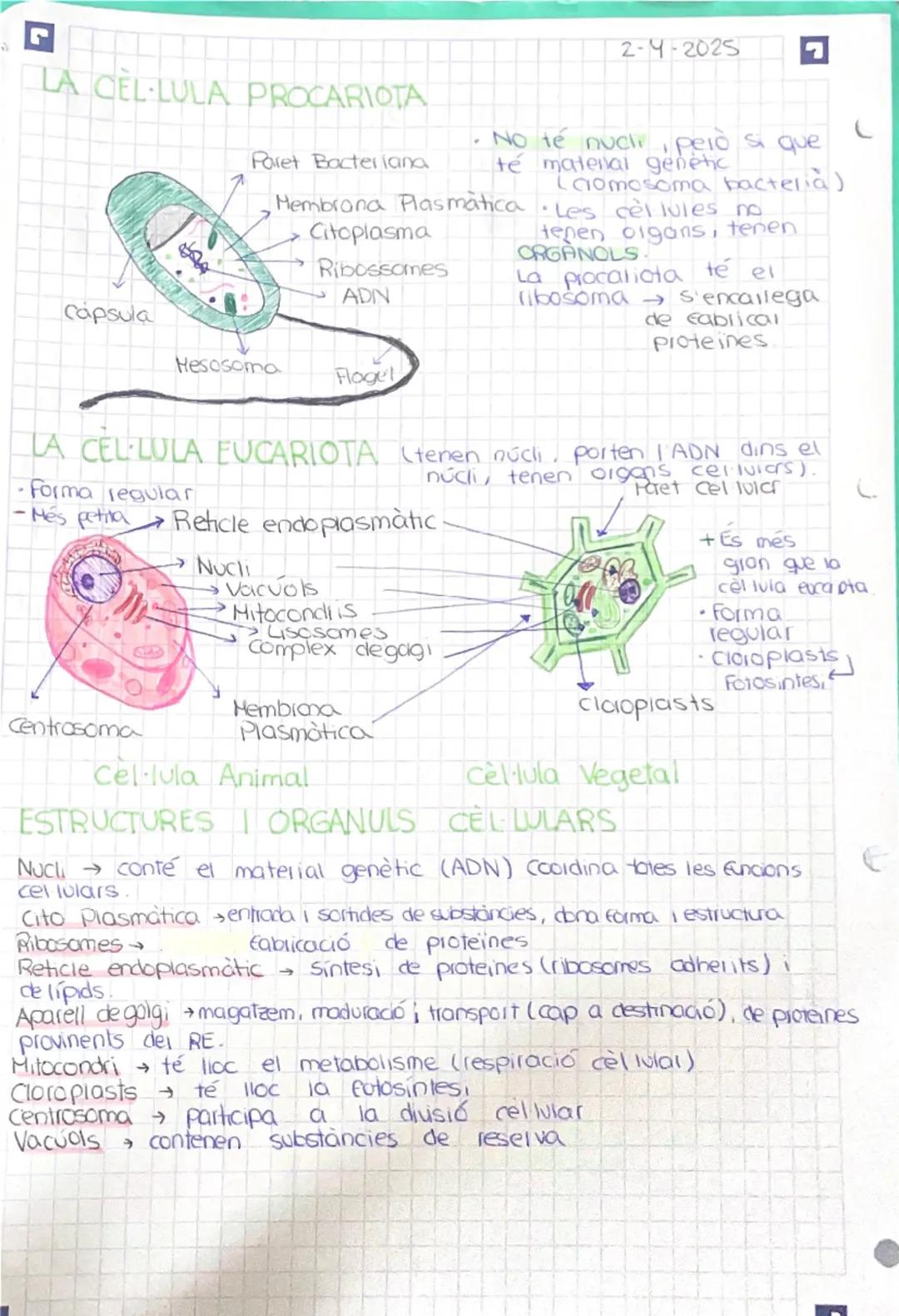 LA CELLULA PROCARIOTA
2-4-2025

Paret Bacteriana

Citoplasma

No té nucli, però si que
té maternal genetic
Lcromosoma bacteria)
Membrana Pla