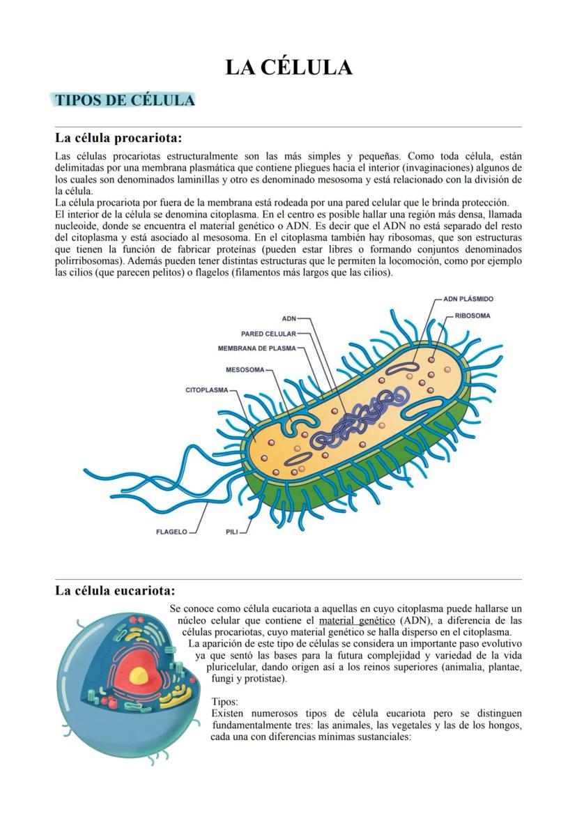 TIPOS DE CÉLULA
La célula procariota:
Las células procariotas estructuralmente son las más simples y pequeñas. Como toda célula, están
delim