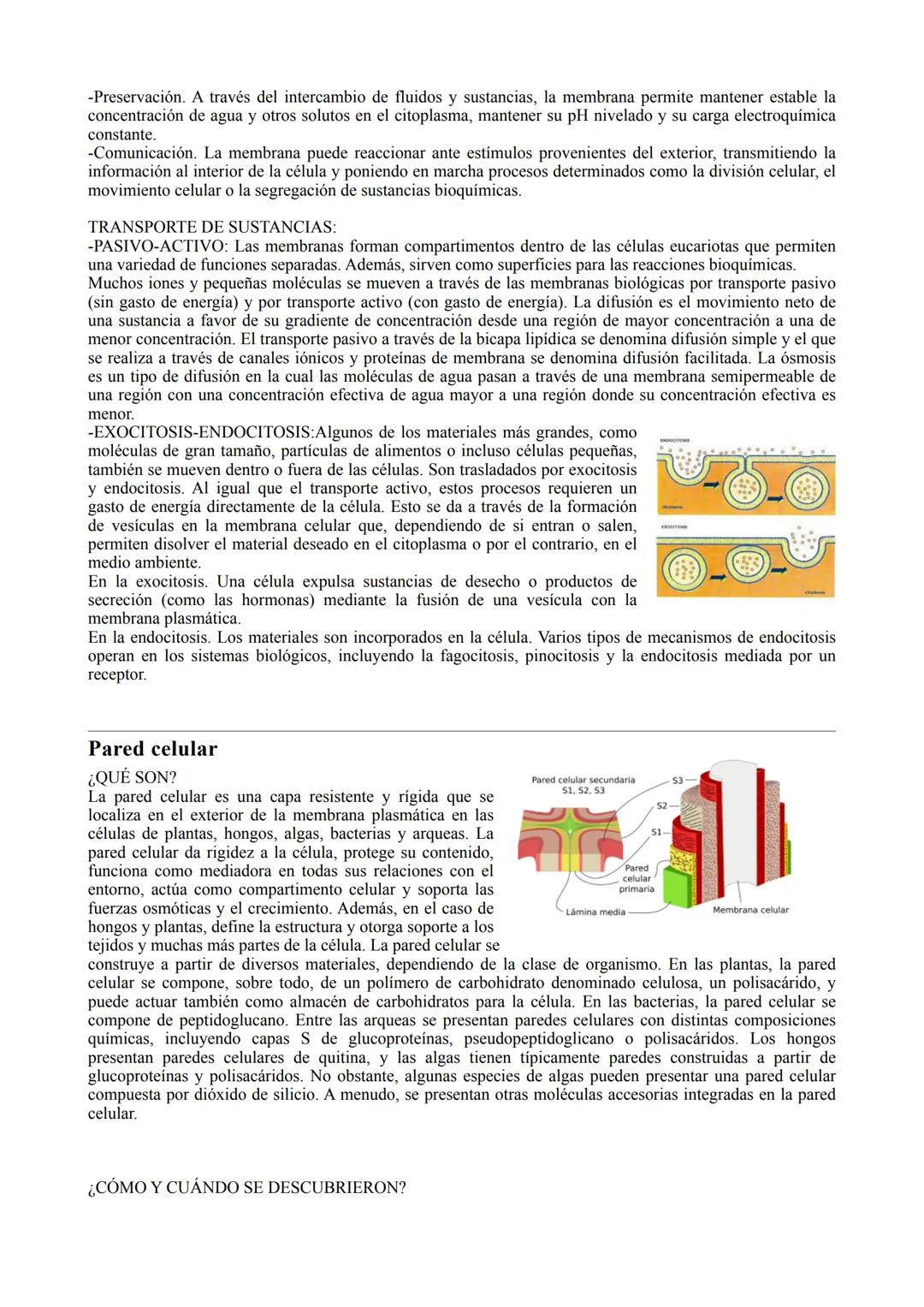 TIPOS DE CÉLULA
La célula procariota:
Las células procariotas estructuralmente son las más simples y pequeñas. Como toda célula, están
delim