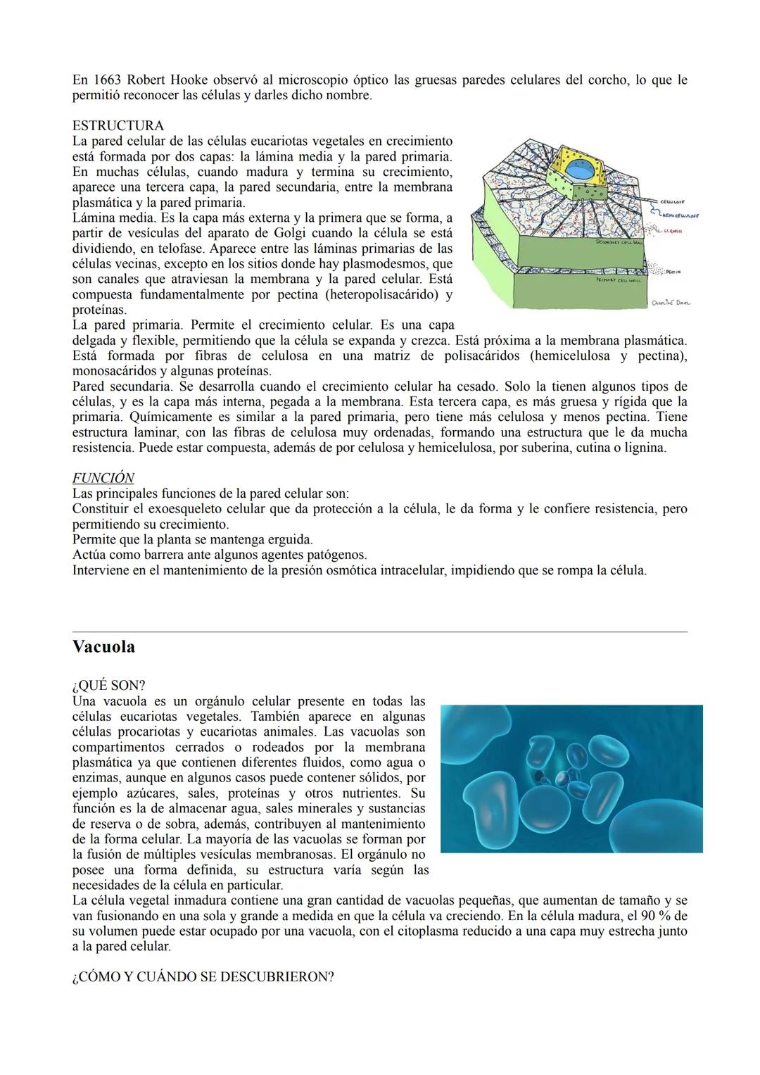 TIPOS DE CÉLULA
La célula procariota:
Las células procariotas estructuralmente son las más simples y pequeñas. Como toda célula, están
delim