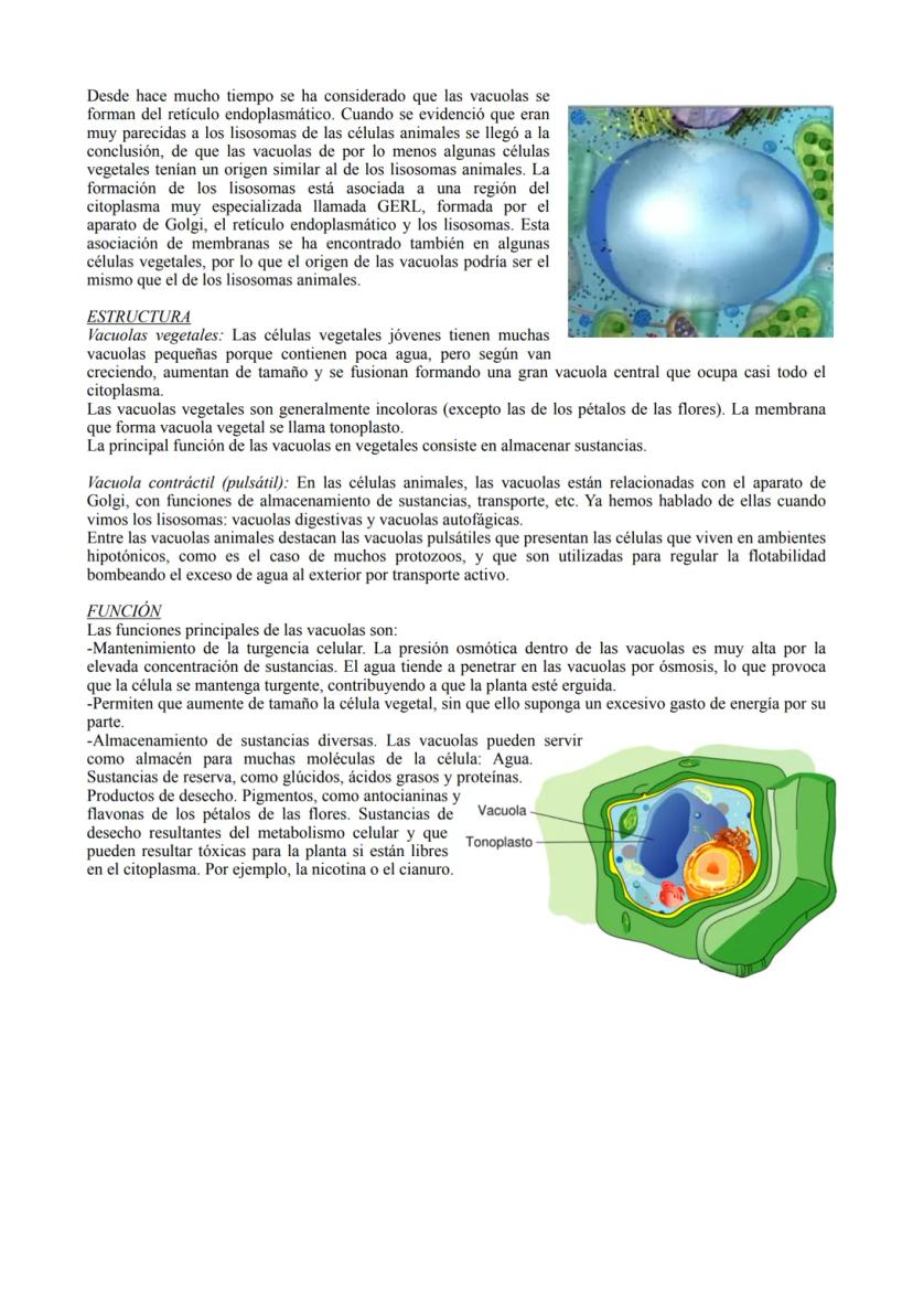 TIPOS DE CÉLULA
La célula procariota:
Las células procariotas estructuralmente son las más simples y pequeñas. Como toda célula, están
delim