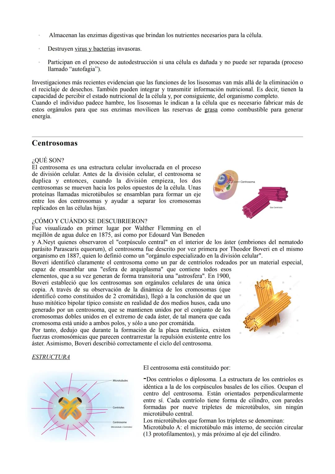 TIPOS DE CÉLULA
La célula procariota:
Las células procariotas estructuralmente son las más simples y pequeñas. Como toda célula, están
delim