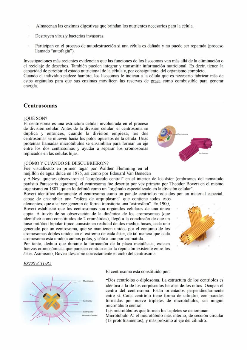 TIPOS DE CÉLULA
La célula procariota:
Las células procariotas estructuralmente son las más simples y pequeñas. Como toda célula, están
delim