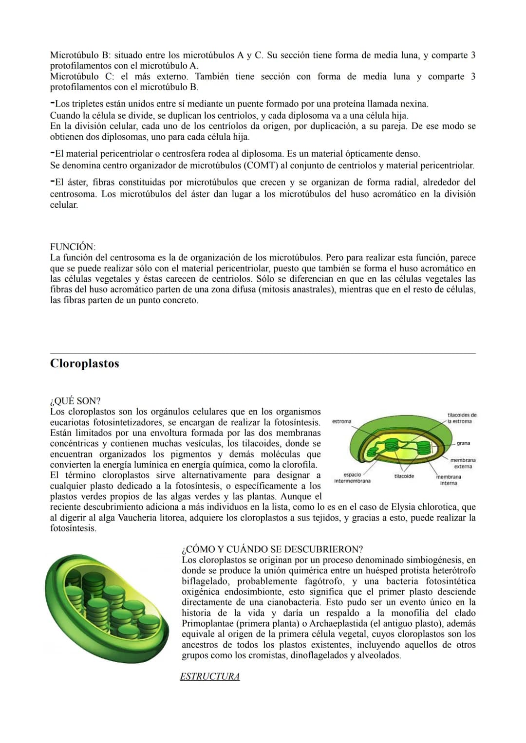 TIPOS DE CÉLULA
La célula procariota:
Las células procariotas estructuralmente son las más simples y pequeñas. Como toda célula, están
delim