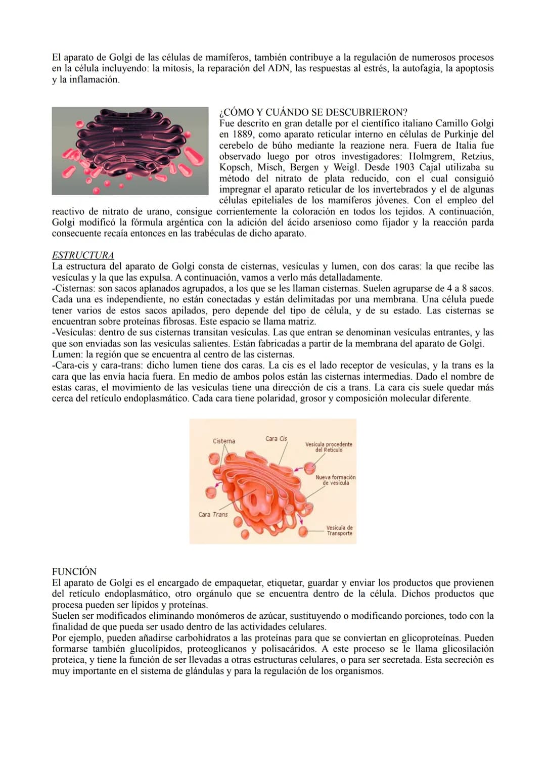 TIPOS DE CÉLULA
La célula procariota:
Las células procariotas estructuralmente son las más simples y pequeñas. Como toda célula, están
delim