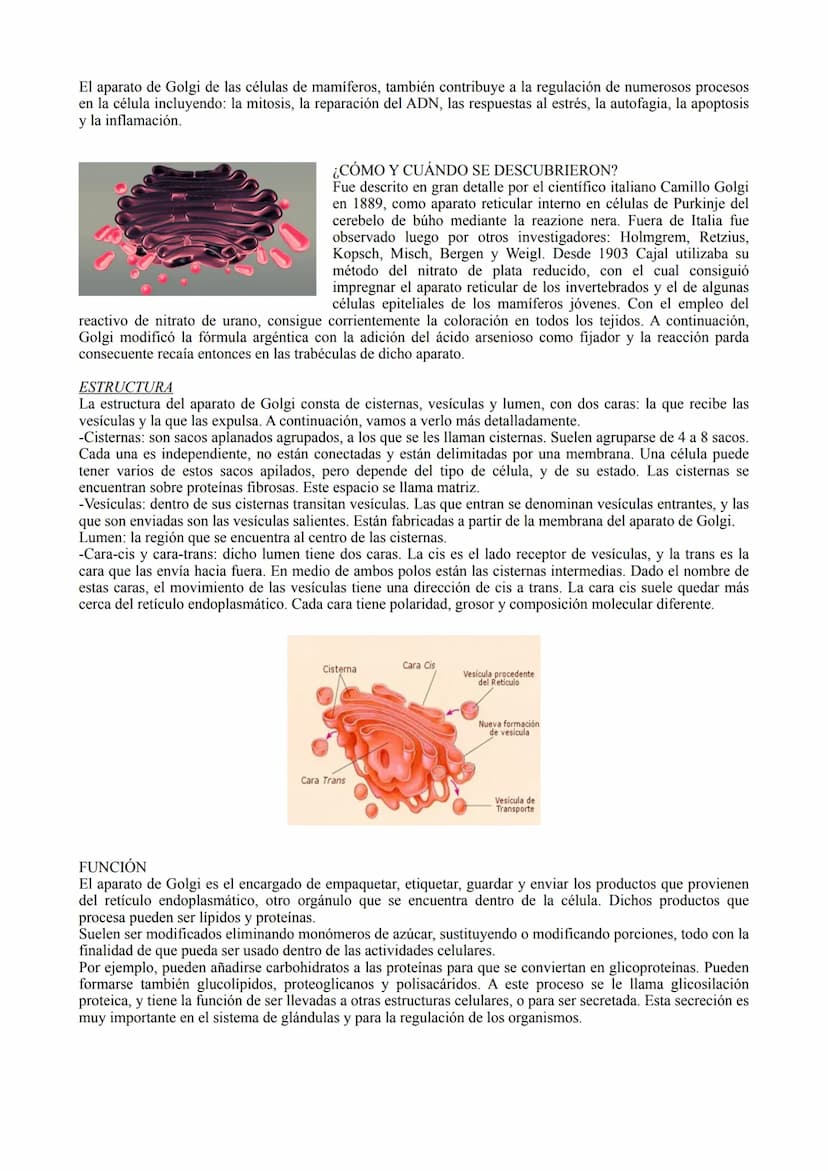 TIPOS DE CÉLULA
La célula procariota:
Las células procariotas estructuralmente son las más simples y pequeñas. Como toda célula, están
delim