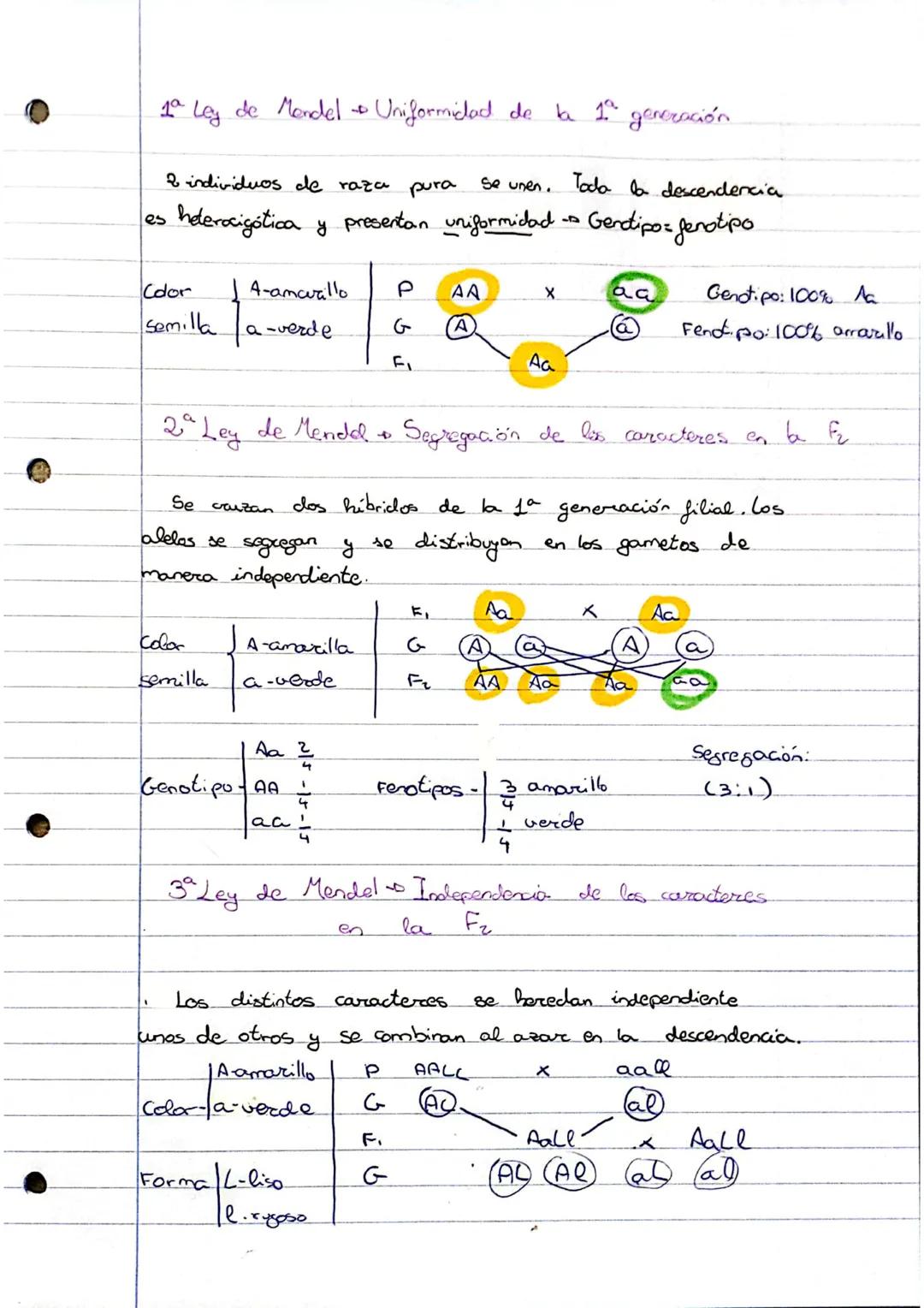 1ª Ley de Mendel - Uniformidad de la 1.ª generación.
2 individuos de raza pura
se unen. Toda la descendencia
heterocigótica y presentan unif