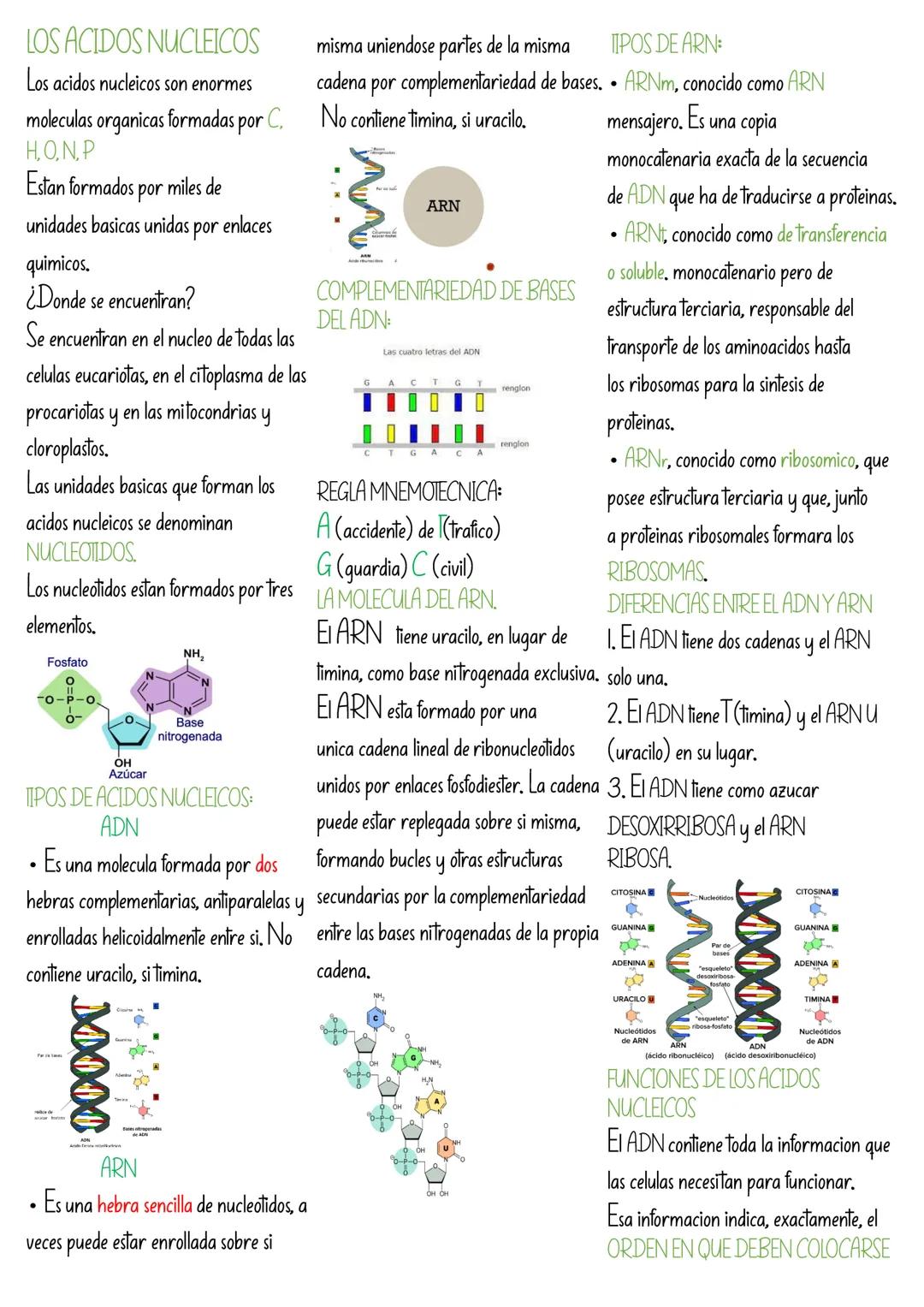 LOS ACIDOS NUCLEICOS
Los acidos nucleicos son enormes
moleculas organicas formadas por C.
H.O.N.P
Estan formados por miles de
unidades basic