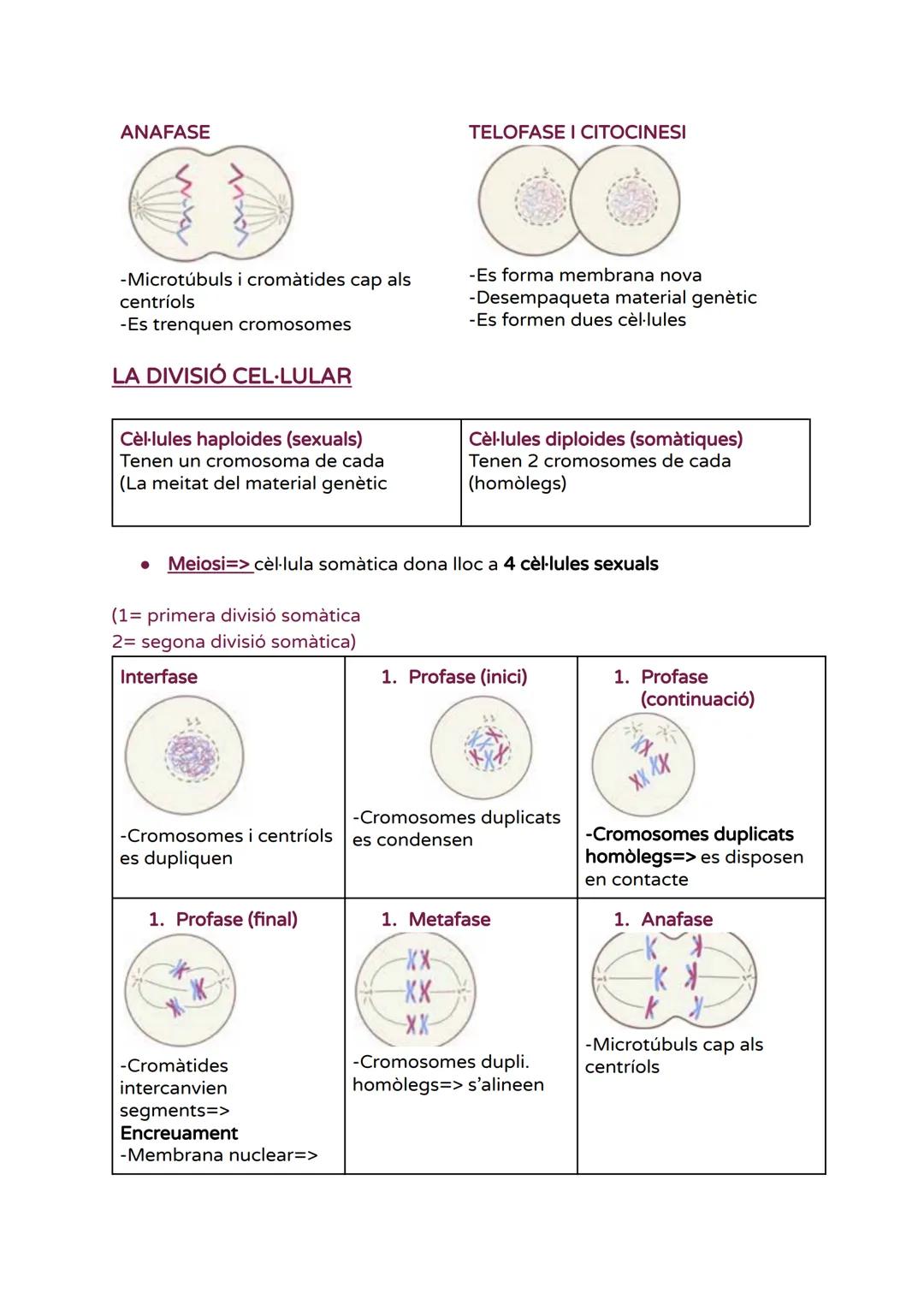 # UNITAT 1 - LA CÈL·LULA

BREU HISTÒRIA DE LA TEORIA CEL-LULAR

- Fonaments teoria cel·lular=>

Història de la teoria cel·lular

■Tots els é