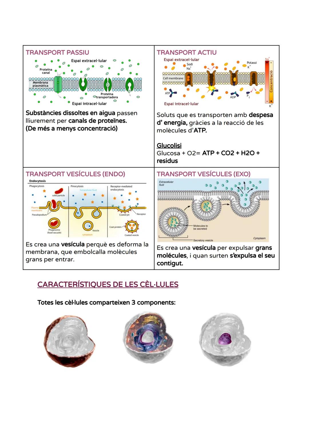 # UNITAT 1 - LA CÈL·LULA

BREU HISTÒRIA DE LA TEORIA CEL-LULAR

- Fonaments teoria cel·lular=>

Història de la teoria cel·lular

■Tots els é