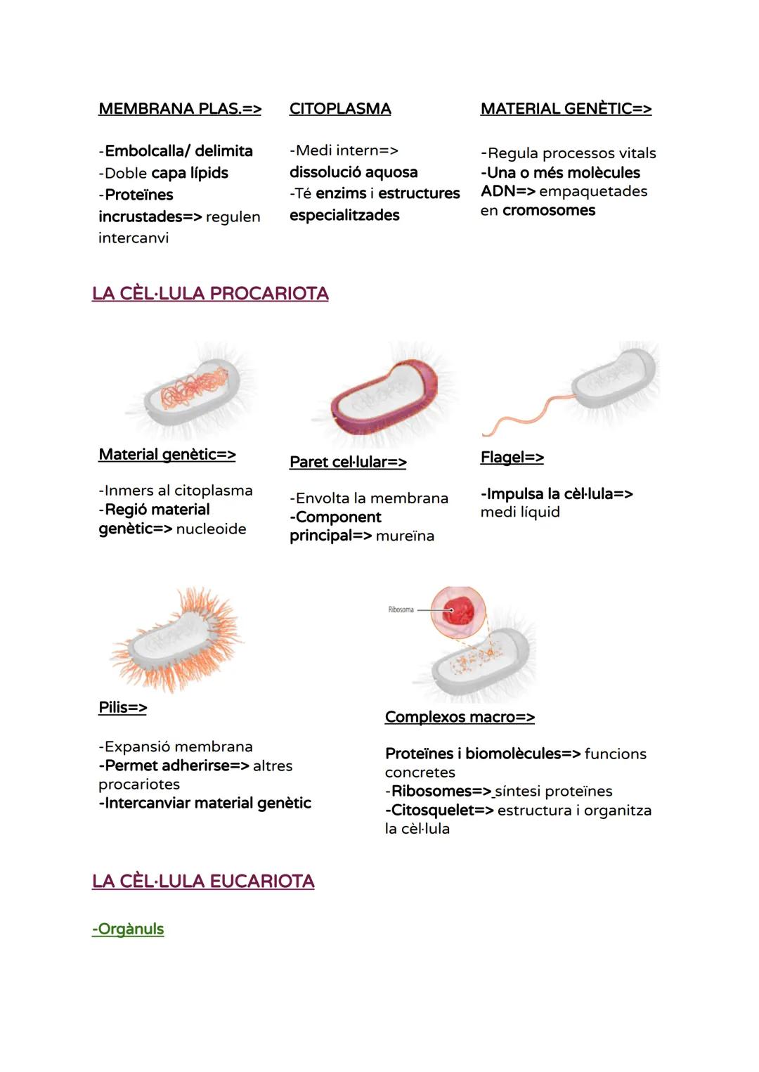 # UNITAT 1 - LA CÈL·LULA

BREU HISTÒRIA DE LA TEORIA CEL-LULAR

- Fonaments teoria cel·lular=>

Història de la teoria cel·lular

■Tots els é