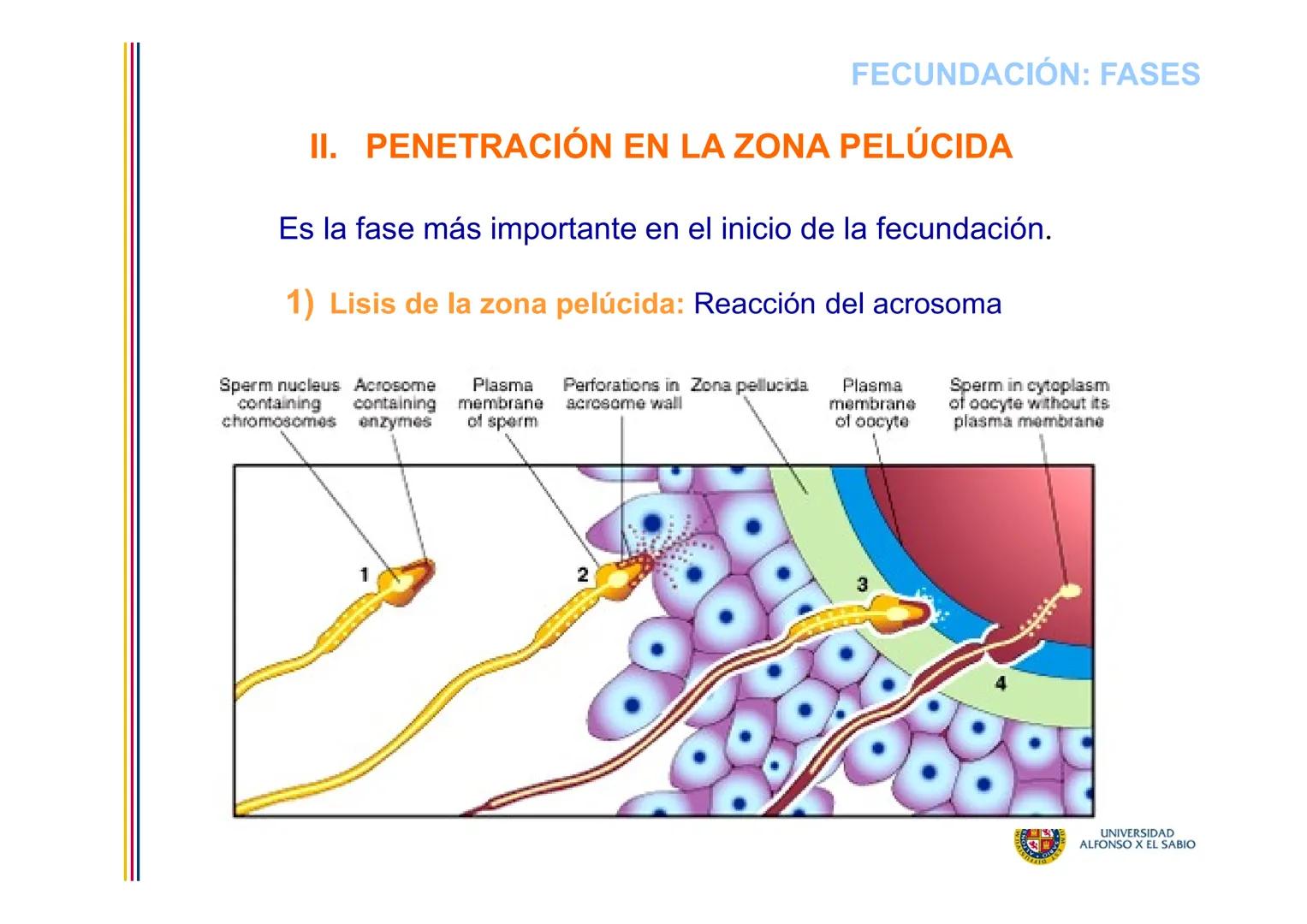 EMBRIOLOGÍA
TEMA 2
FECUNDACIÓN
BLASTOGÉNESIS
PROF. DRA. M. ENCARNACIÓN FERNÁNDEZ CONTRERAS
PROF. DRA ELVIRA BENÍTEZ DE GRACIA
UNIVERSIDAD
AL