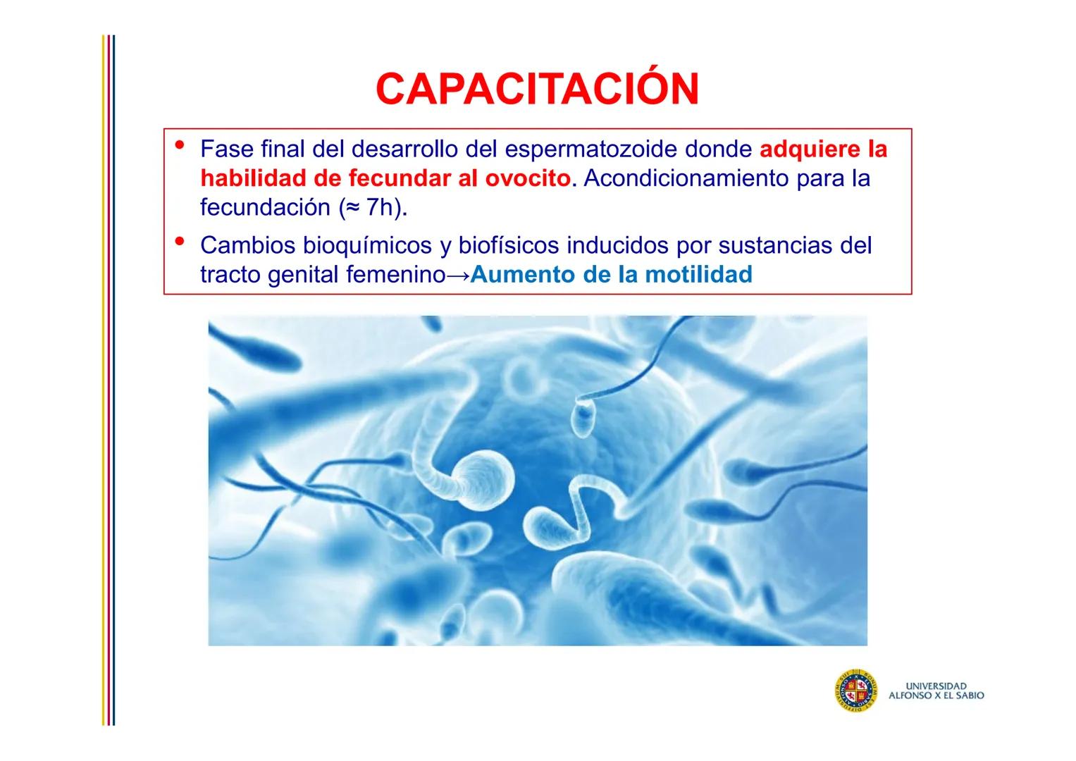 EMBRIOLOGÍA
TEMA 2
FECUNDACIÓN
BLASTOGÉNESIS
PROF. DRA. M. ENCARNACIÓN FERNÁNDEZ CONTRERAS
PROF. DRA ELVIRA BENÍTEZ DE GRACIA
UNIVERSIDAD
AL